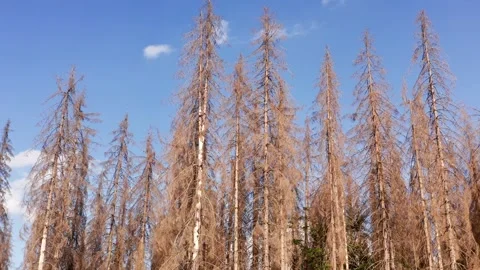 A dead forest due to climate change from below 4k 30fps video Stock Footage 220089799