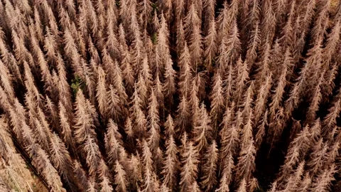 A dead forest due to climate change from above 4k 30fps video Stock Footage 220090111