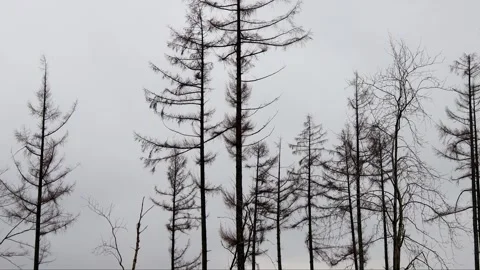 A dead forest in the evening 4k 25fps Stock Footage 269837233