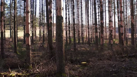 A dead forest filmed at a low angle Stock Footage 149784216
