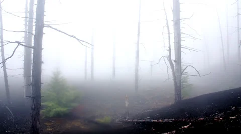 Dead forest fog Time lapse Stock Footage 35884715