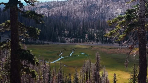 Dead Forest Frames Valley Creek, Lassen Volcanic Park Stock Footage 339007452