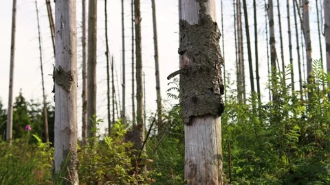 A dead forest in hot sun 4k 25fps video Video stock 281361087