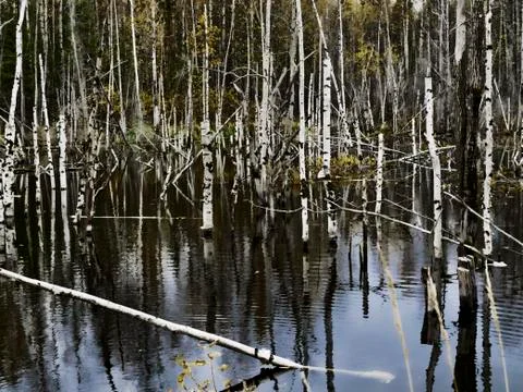 Dead forest Foto stock