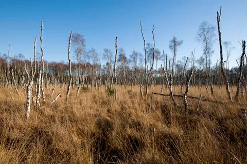Dead forest Stock Photos
