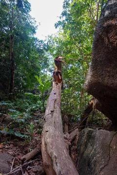 Dead in the forest Stock Photos