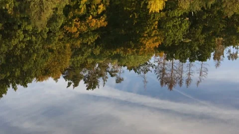 A dead forest reflected in a lake 4k 30fps video Stock Footage 218241673