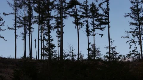 Dead forest shadow filmed from below up 4k 30fps video Stockbeeldmateriaal 219217181