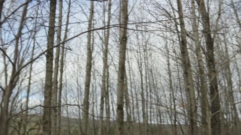 Dead forest silver birch trees handheld panning right Stock Footage 255457006