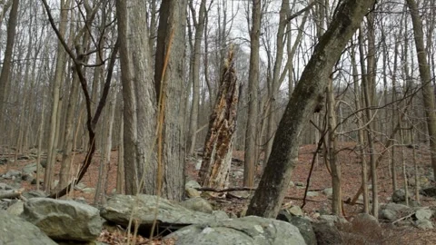 Dead Forest in Snowless Winter 2 Stock Footage 301574821