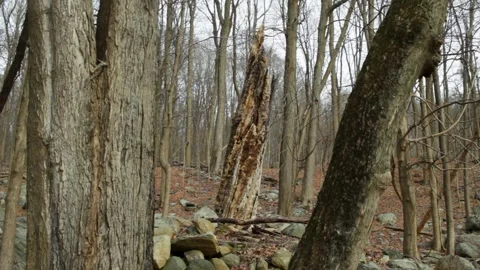 Dead Forest in Snowless Winter 3 Video stock 301574911