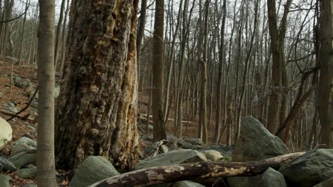 Dead Forest in Snowless Winter 4 Video stock 301574916