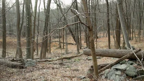 Dead Forest in Snowless Winter Stock Footage 301574930
