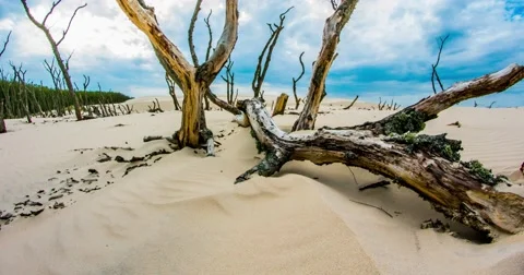 Dead Forest Timelapse 4k Stock Footage 51168715