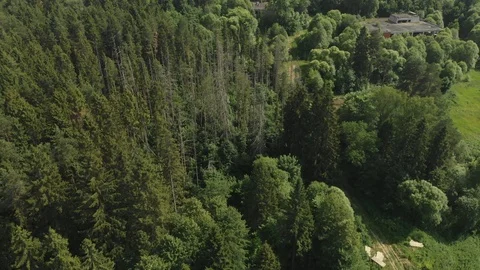 Dead forest trees Stock Footage 111246059