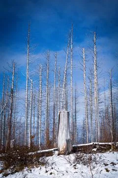 Dead Forest in Winter Caused by Bark Beetle Infestation and Climate Change Stock Photos