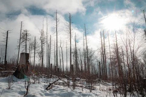 Dead Forest in Winter Caused by Bark Beetle Infestation and Climate Change Stock Photos