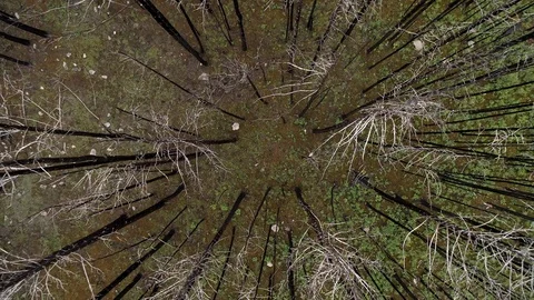 Dead forest, withered trees, flyind abobe the forest Vídeo Stock 98635135