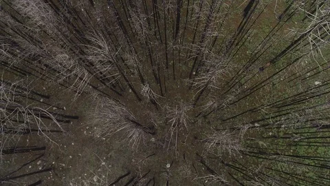 Dead forest, withered trees, flyind abobe the forest Vídeo Stock 99015762