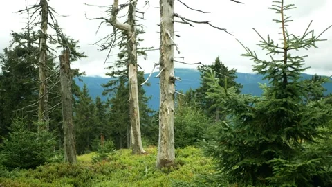 Dead forests virgin trees air pollution are caused acid rains, sulfur oxides Stock Footage 143163857