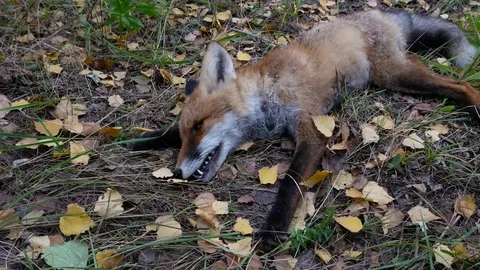 Dead fox in autumn forest Stock Footage 80354169