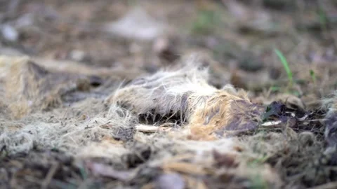Dead fox carcass decomposing on forest floor. Fur, bones, skull and teeth Stock Footage 340933082