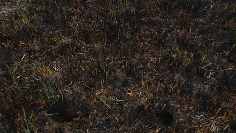 Dead fox due smoke intoxication, lay on the burned ground filled with ash. Wild  Stock Footage 129250854
