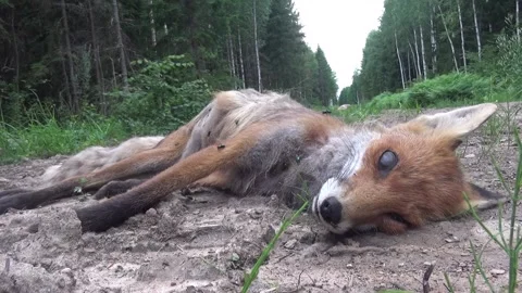 Dead fox with flies Stock Footage 202078446