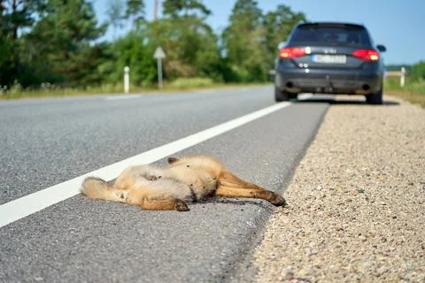 Dead fox hit by car Stock Photos