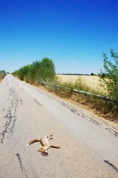 Dead fox killed on the roads at soth of Portugal Stock Photos