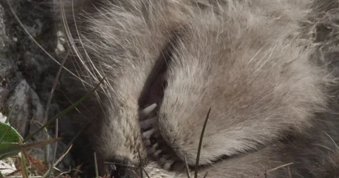Dead fox kit teeth and whiskers in breeze Stock Footage 62704860
