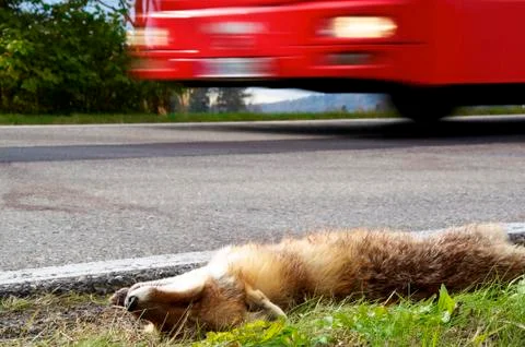 Dead fox Stock Photos