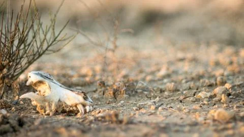 Dead fox Stock Photos