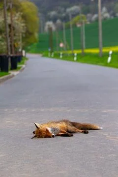 Dead fox Stock Photos