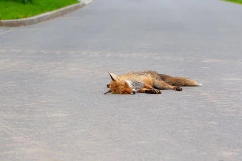 Dead fox Foto stock