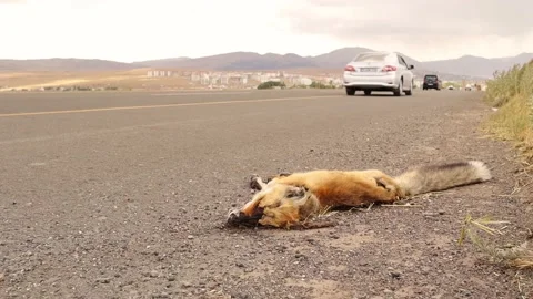 Dead fox. Red fox was hit by a car, although it didn't cross the yellow line Stock Footage 158083232