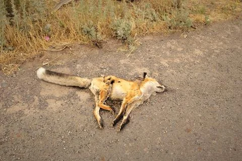 Dead fox. Red fox was hit by a car, although it didn't cross the yellow line Stock Photos