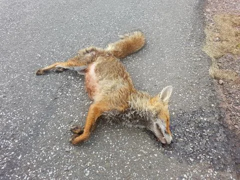 Dead fox on the road Stock Photos