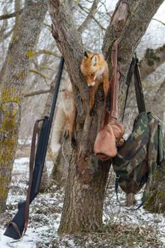 Dead foxes after the hunt Stock Photos