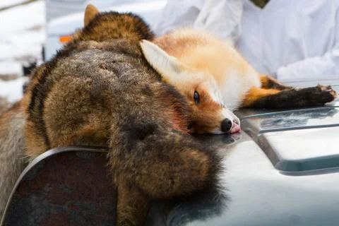 Dead foxes Stock Photos