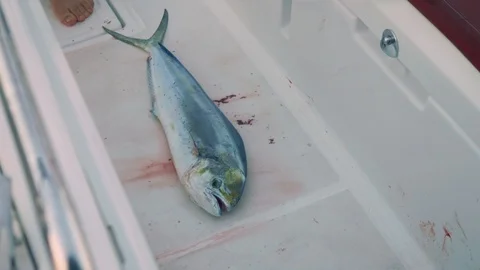 Dead fresh caught fish sliding on yacht deck Stock Footage 93270581