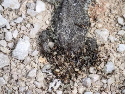 Dead frog being eated by ants in dolomites Stock Photos