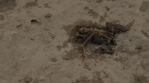 Dead Frog Carcass Body Skeleton Rotting On Dirty Ground Stock Footage 55409514