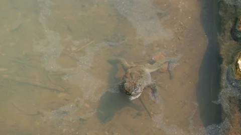 Dead frog floating in the river Stock Footage 292674909