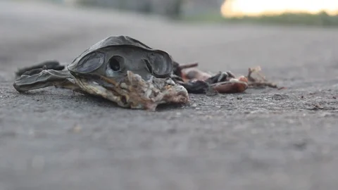 Dead Frog 库存影片 90237473