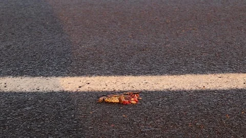 Dead frog on the highway. Frog or toad was hit by a car. Carcass of animal. Stock Footage 249928877