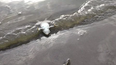 A dead frog sways on the waves near the shore Stock Footage 274500366