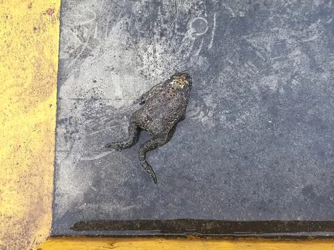 Dead frog-toad on the road.Remains of a dead frog on a road Foto stock