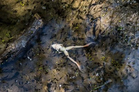 Dead frog upside down in a pool of water and many tadpoles. Stock Photos