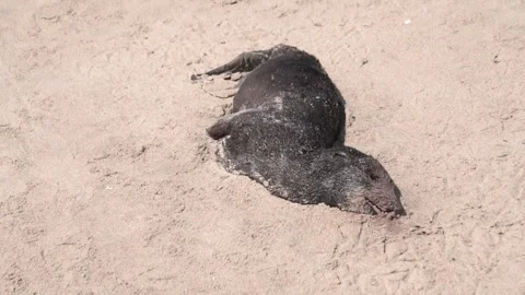 Dead fur seal Stock Footage 170878320